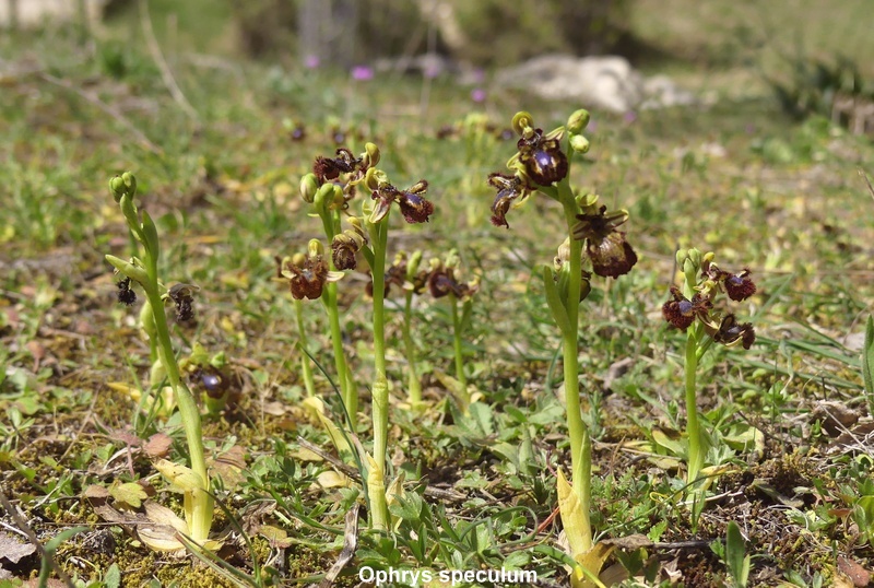 Andalusia: le orchidee e Grandi Pietre  marzo-aprile 2023.